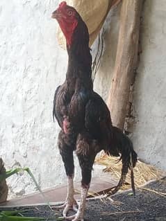 lakha aseel high quality male for sale white shamo k eggs b for sale