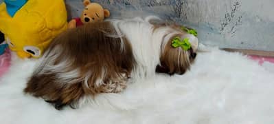 Shih-tzu female 0