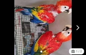 red Macau parrot cheeks for sale 0336=044=60=68