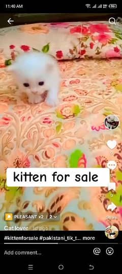 healthy and active kittens for sale