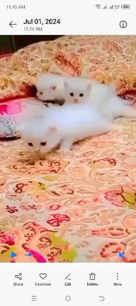 healthy and active kittens for sale 2