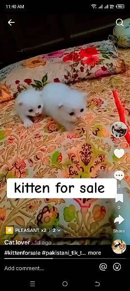 healthy and active kittens for sale 3