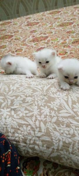 healthy and active kittens for sale 4