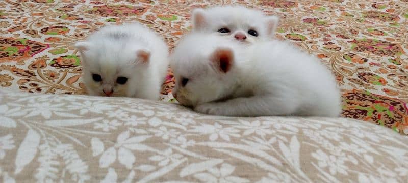 healthy and active kittens for sale 5