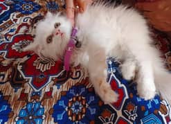 Beautiful punch face Persian kitten(so active and play full kitten)