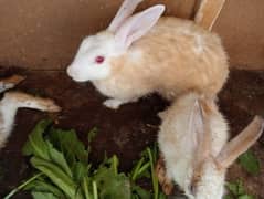 newziland cross rabbits