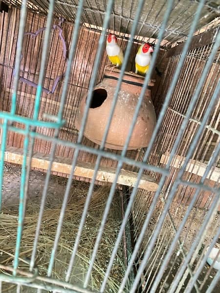 2 lady Gouldian Red head males , both in 11000 8