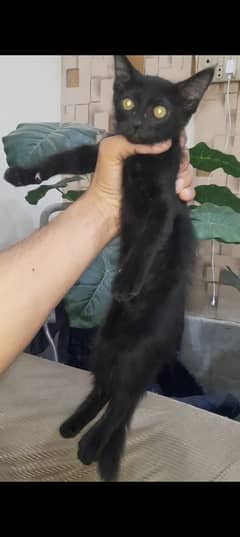 Persian Triple Coated kitten 0