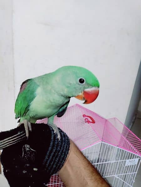 Raw parrot (kashmiri) 1