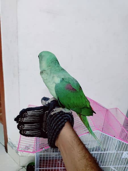 Raw parrot (kashmiri) 2