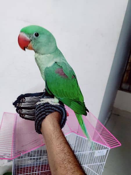 Raw parrot (kashmiri) 3