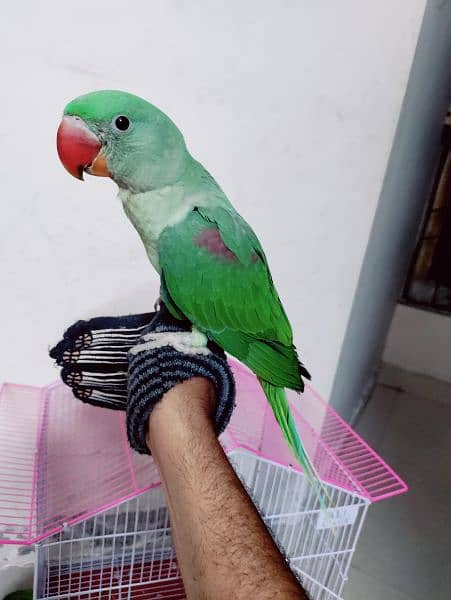 Raw parrot (kashmiri) 4