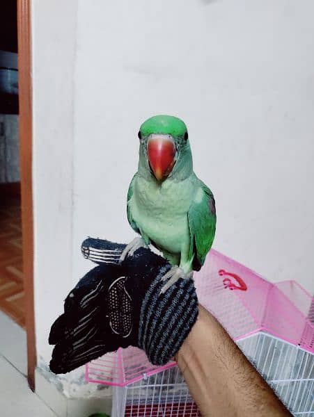 Raw parrot (kashmiri) 5