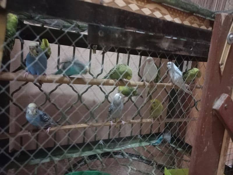 Australian Parrots (30 pieces) for sale 0