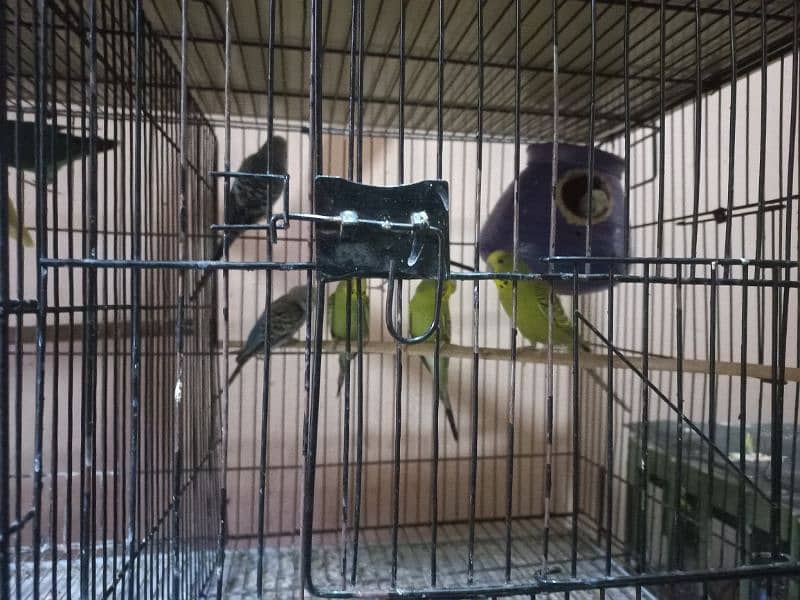 Australian Parrots (30 pieces) for sale 1