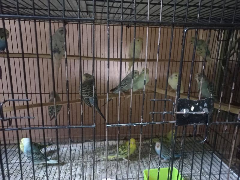 Australian Parrots (30 pieces) for sale 2