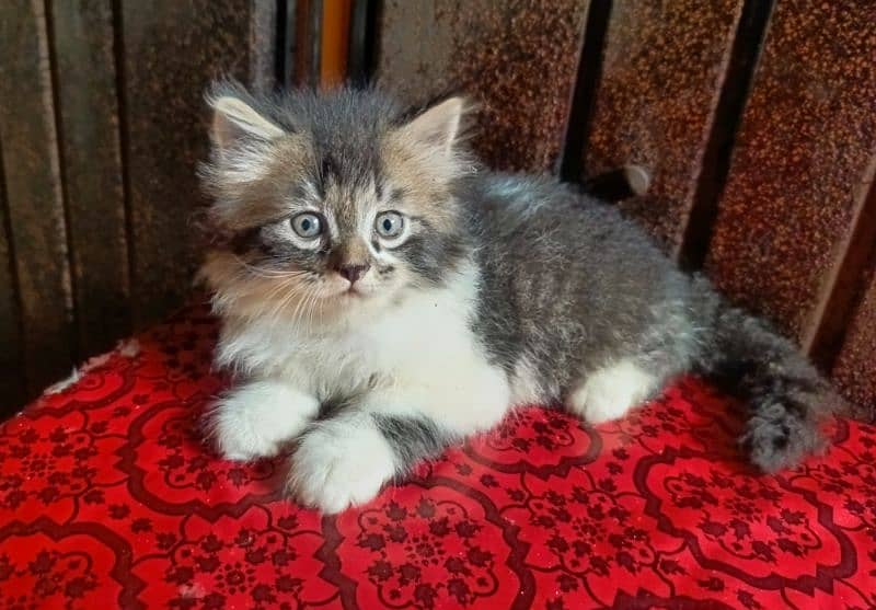 Beautiful punch face and Sami punch face home breed Persian kittens 12