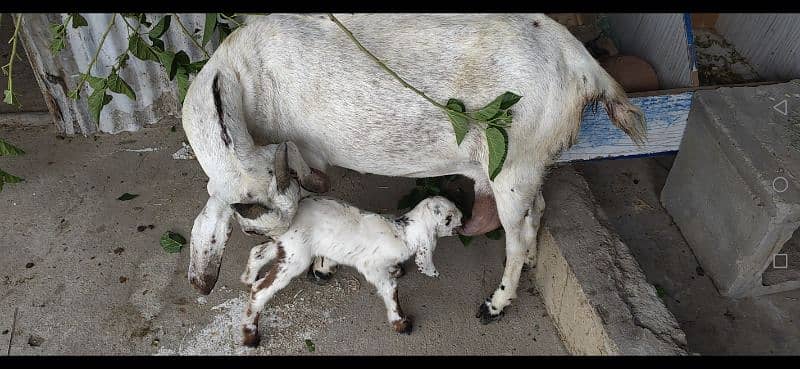 بکری اور ایک بچہ فی میل 0