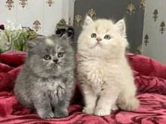 Persian kittens for sale contact whatsup03284714232 0