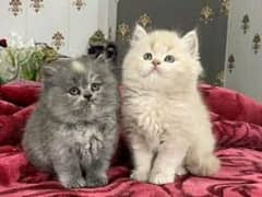 Persian kittens for sale contact whatsup03284714232