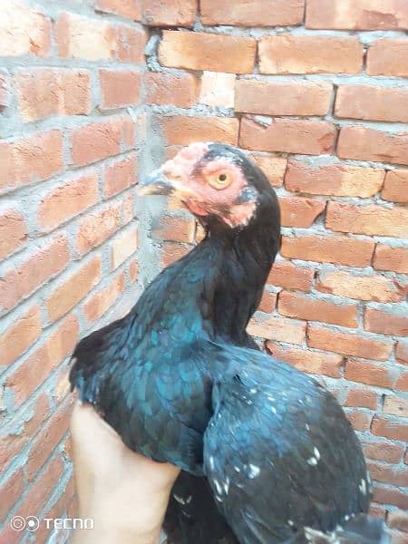 6 Aseel kuruk Hen  one breeder patha for sale 0