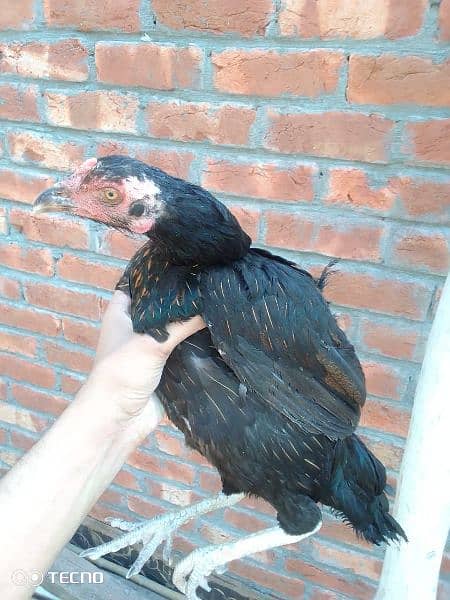 6 Aseel kuruk Hen  one breeder patha for sale 4