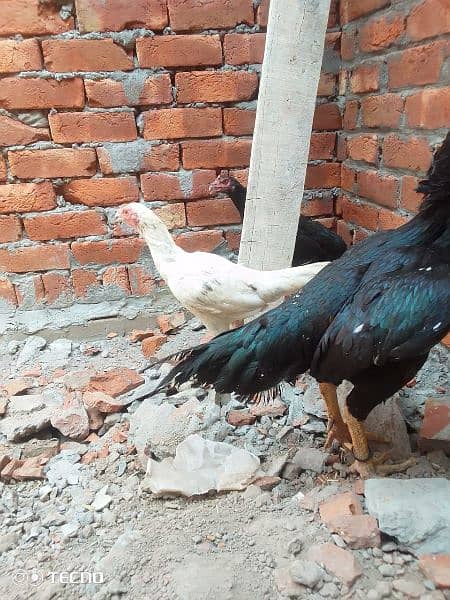 6 Aseel kuruk Hen  one breeder patha for sale 6