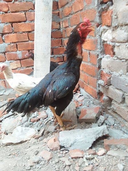 6 Aseel kuruk Hen  one breeder patha for sale 7