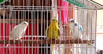 Australian Parrot For Sale Breeding Pair 0