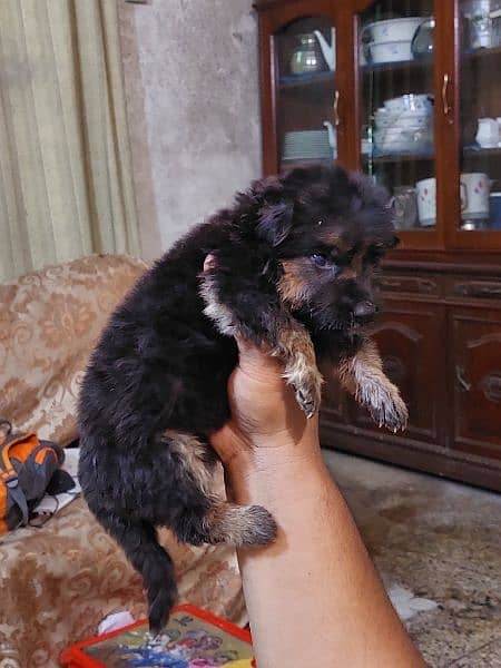 German shepherd  long coat puppy for sale 2