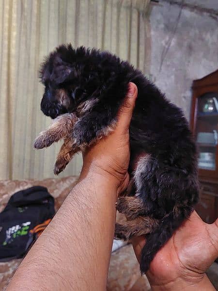 German shepherd  long coat puppy for sale 4