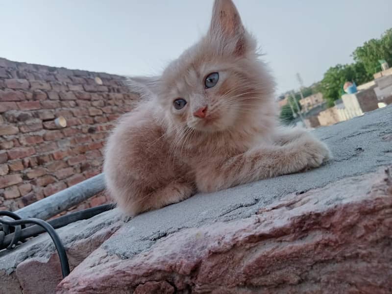 Persian cat /Cats / Persian kitten for sale Brown & Black Cats Pair 0