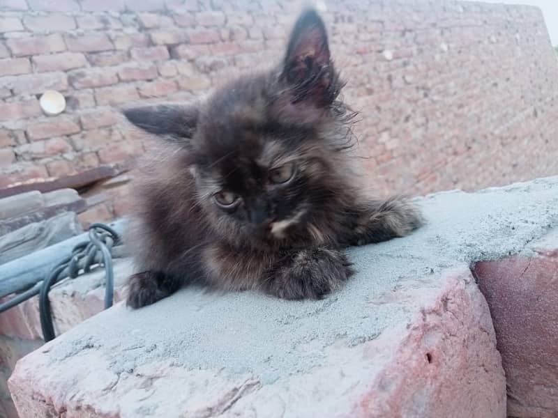 Persian cat /Cats / Persian kitten for sale Brown & Black Cats Pair 1