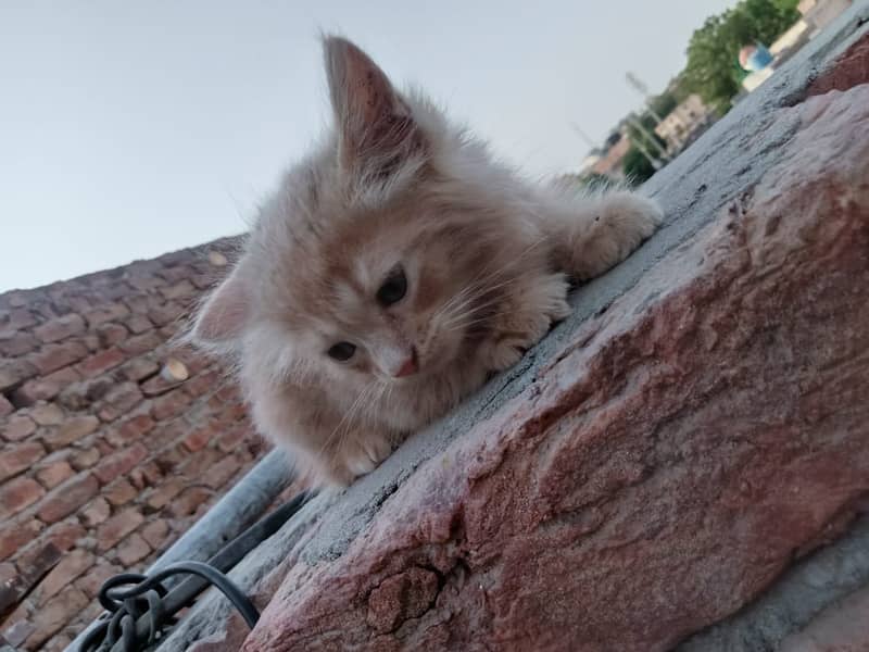 Persian cat /Cats / Persian kitten for sale Brown & Black Cats Pair 2