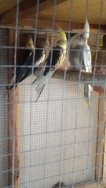 cocktail parrots for sale 0