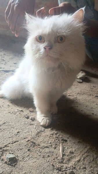 Persian Cat Male Confirm stud for Sale 1