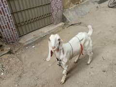 goat female gullabi bakri