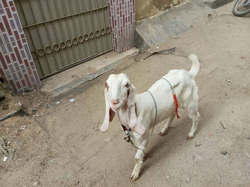 goat female gullabi bakri 0