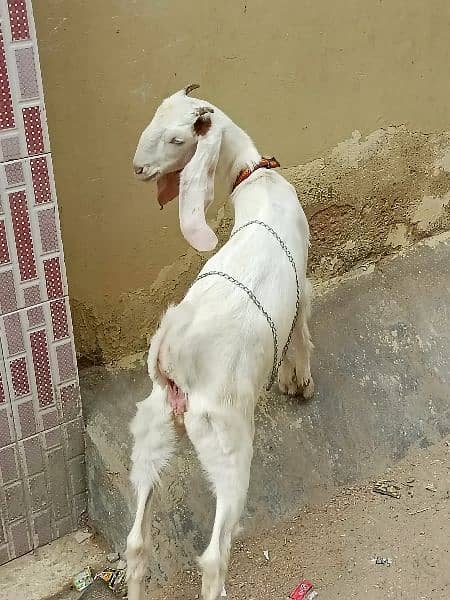 goat female gullabi bakri 3