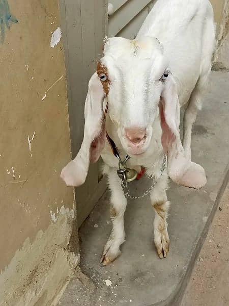 goat female gullabi bakri 4