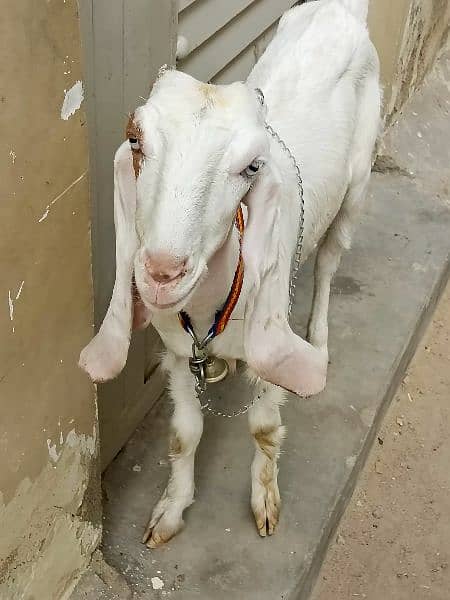 goat female gullabi bakri 5