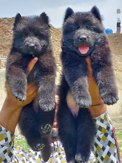 Black German shepherd puppies male and female age 3 month for sale 0