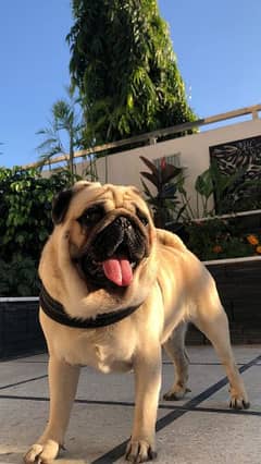 healthy and active male pug available (for mating only) 0