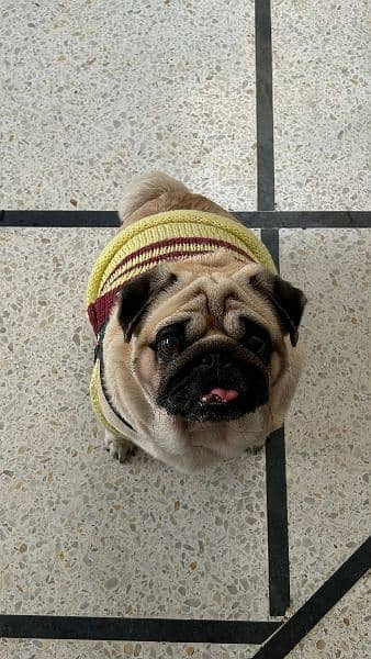 healthy and active male pug available (for mating only) 3