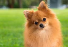 4 month old Show Quality Pomeranian Male pup 0