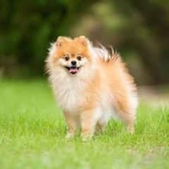 4 month old Show Quality Pomeranian Male pup
