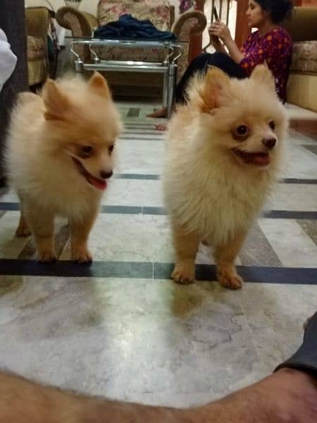 4 month old Show Quality Pomeranian Male pup 3