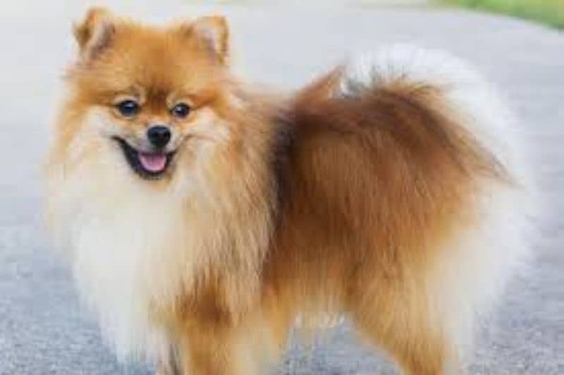 4 month old Show Quality Pomeranian Male pup 4