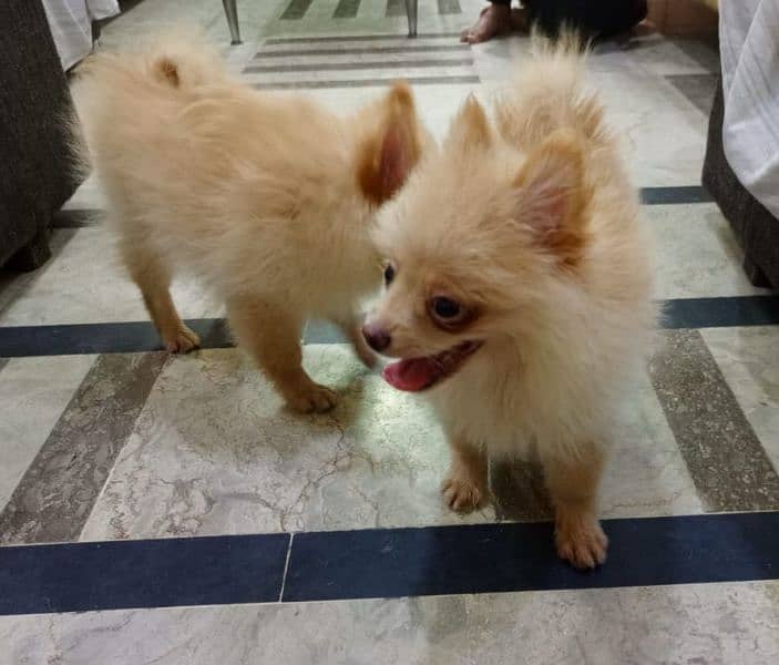 4 month old Show Quality Pomeranian Male pup 5