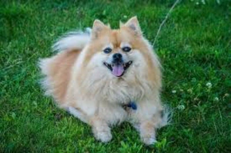 4 month old Show Quality Pomeranian Male pup 6